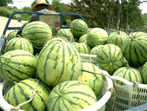 君山區：又是一年“吃瓜”季 崇慶村的西瓜成熟啦！